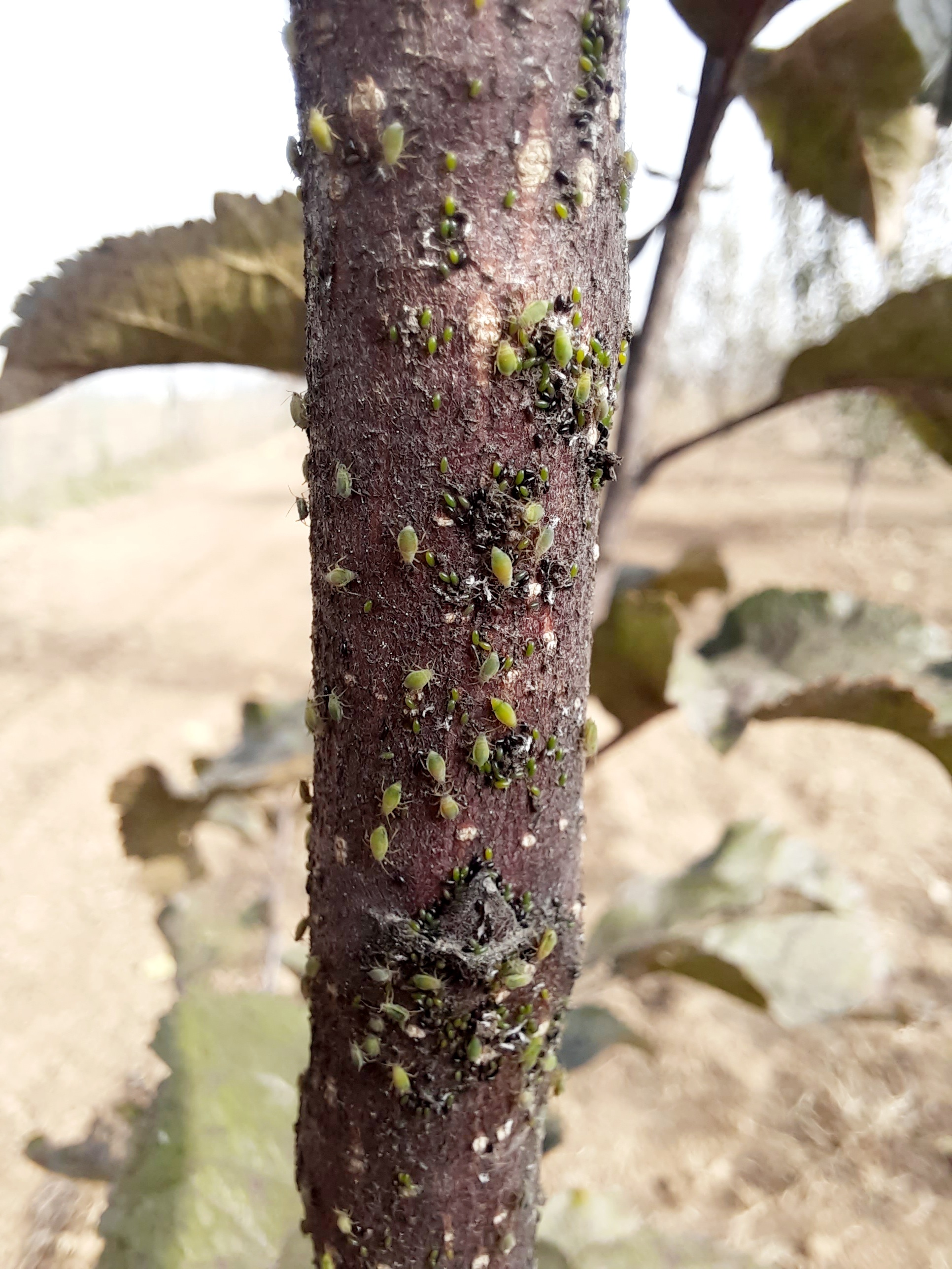Green Apple Aphid