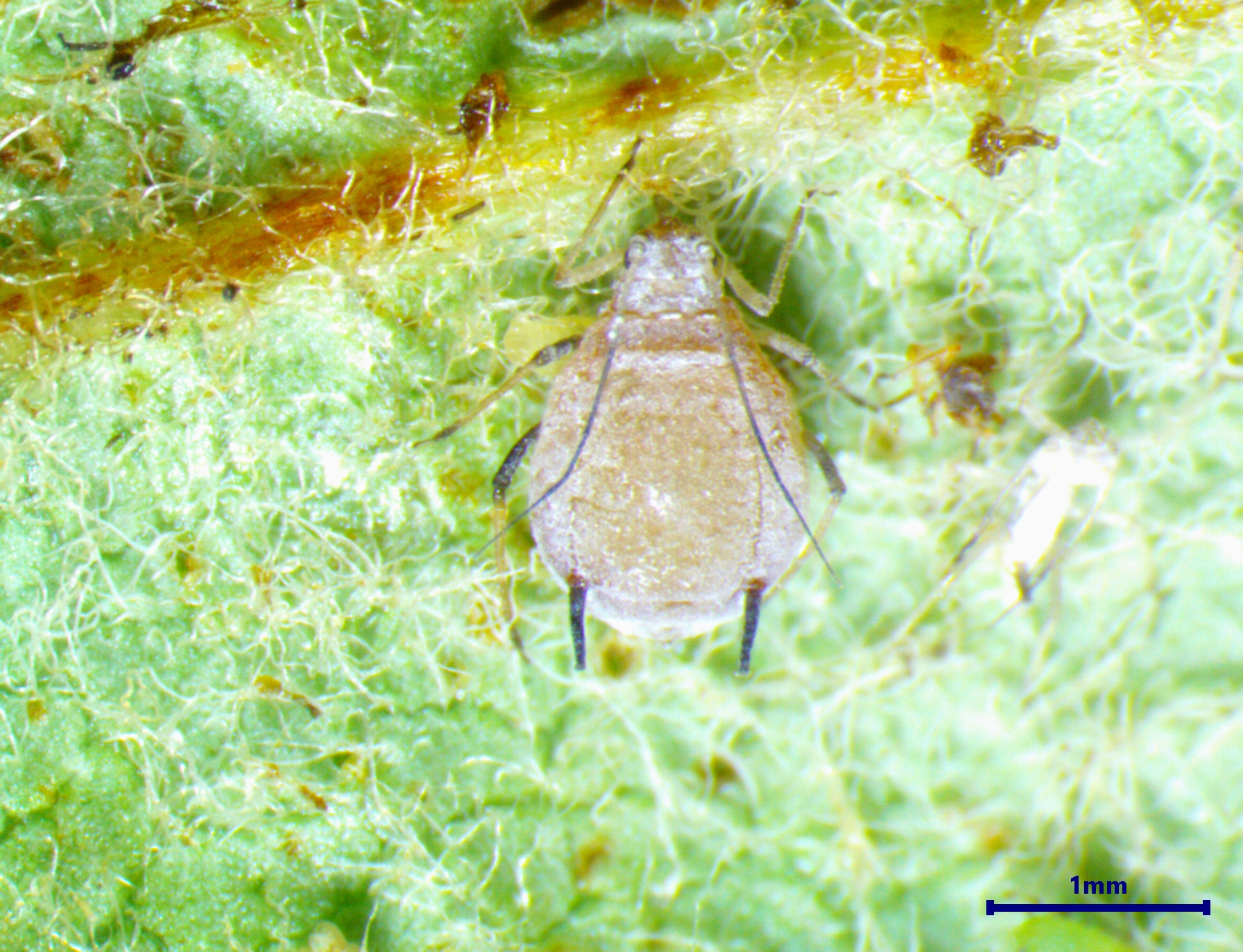 Rosy Apple Aphid