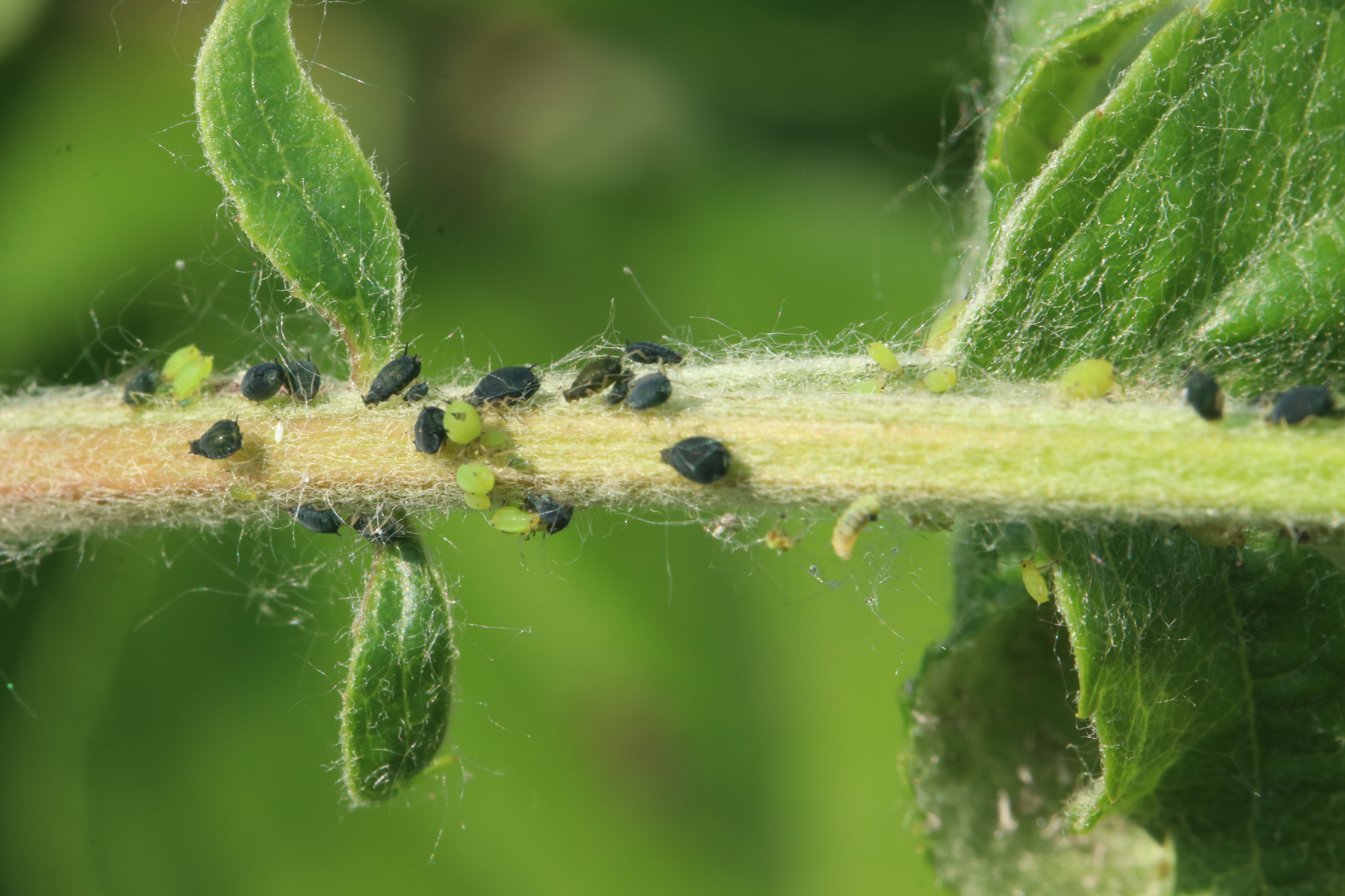 Aphis gossypii