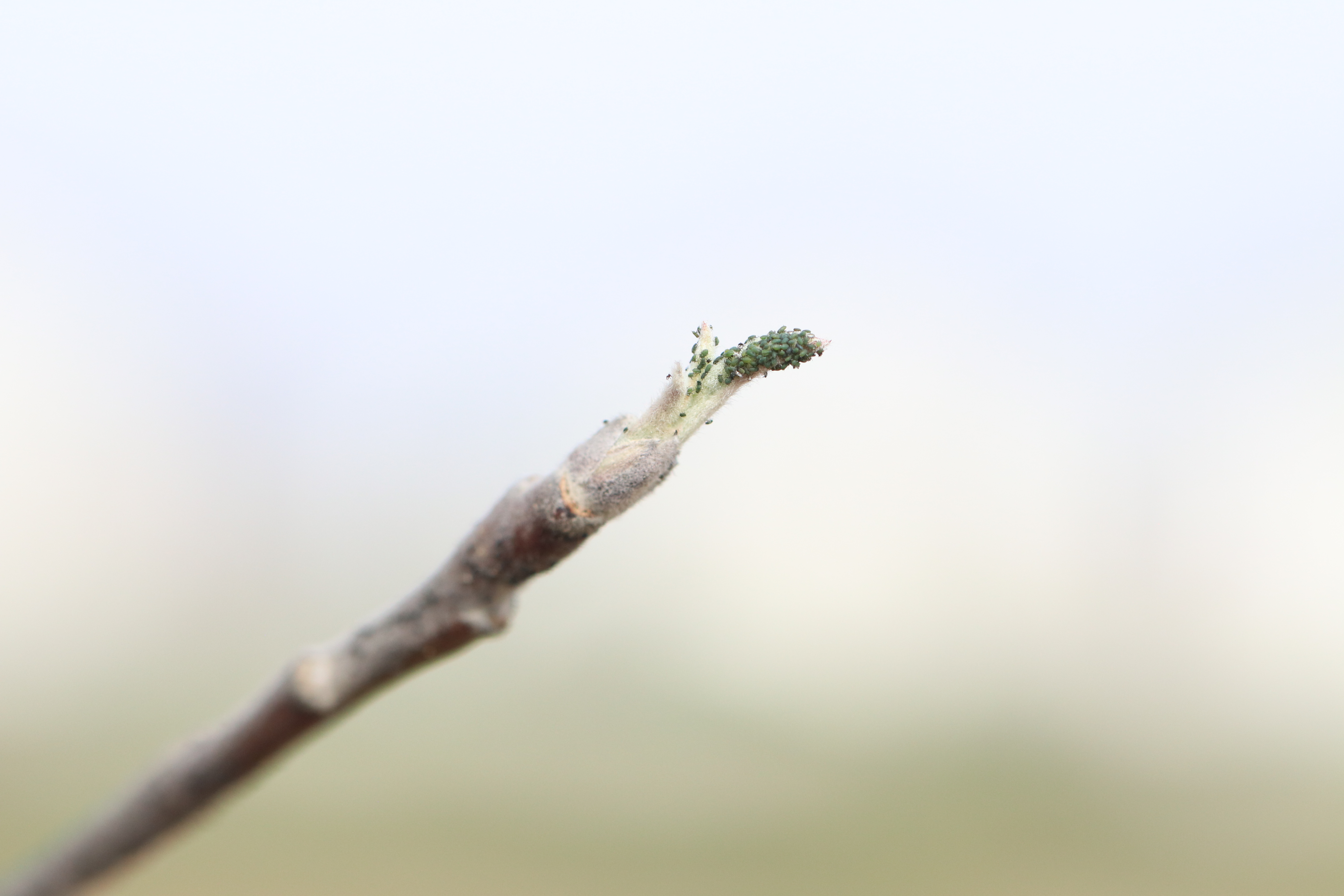Green Apple Aphid