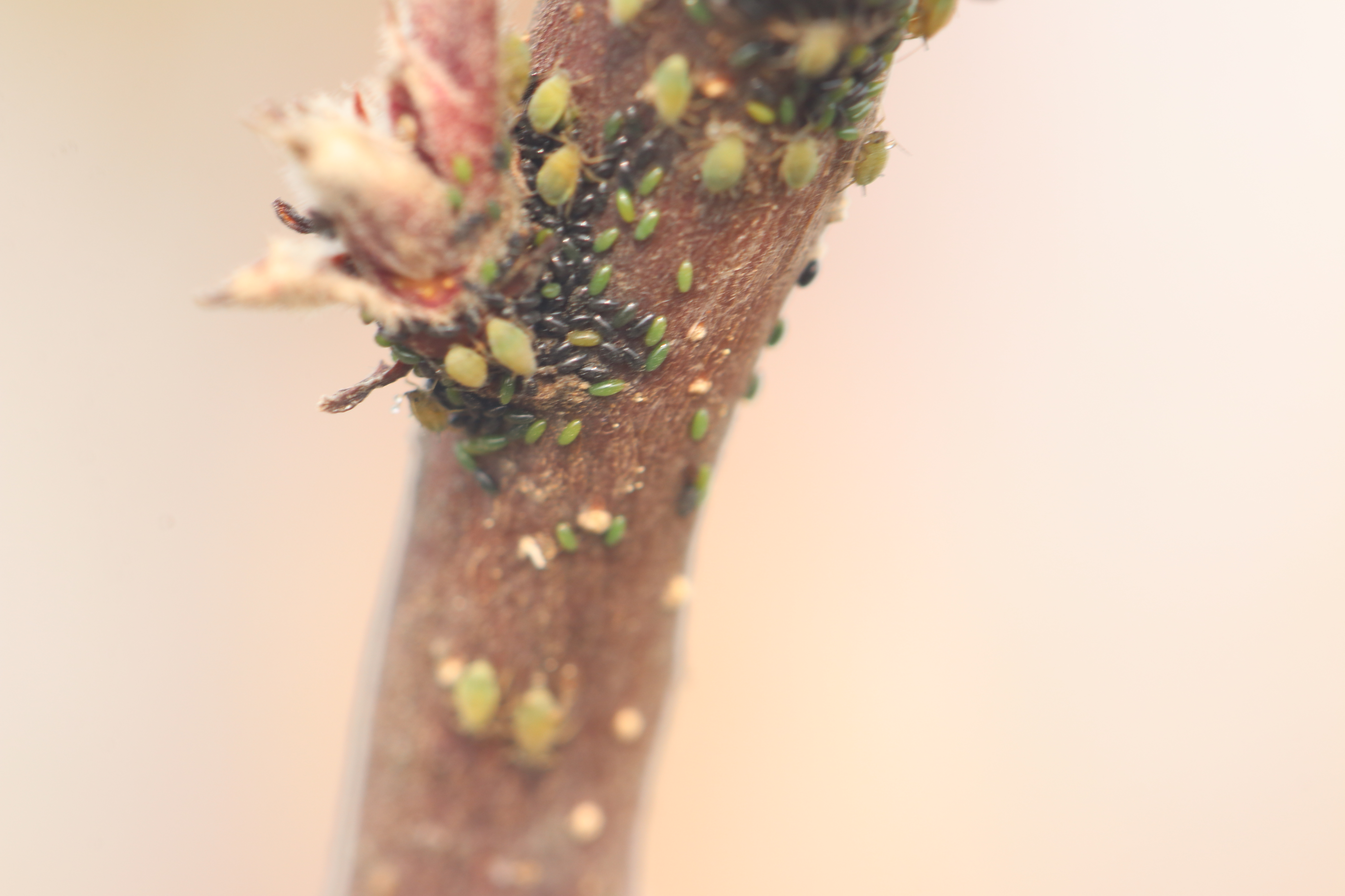 Green Apple Aphid