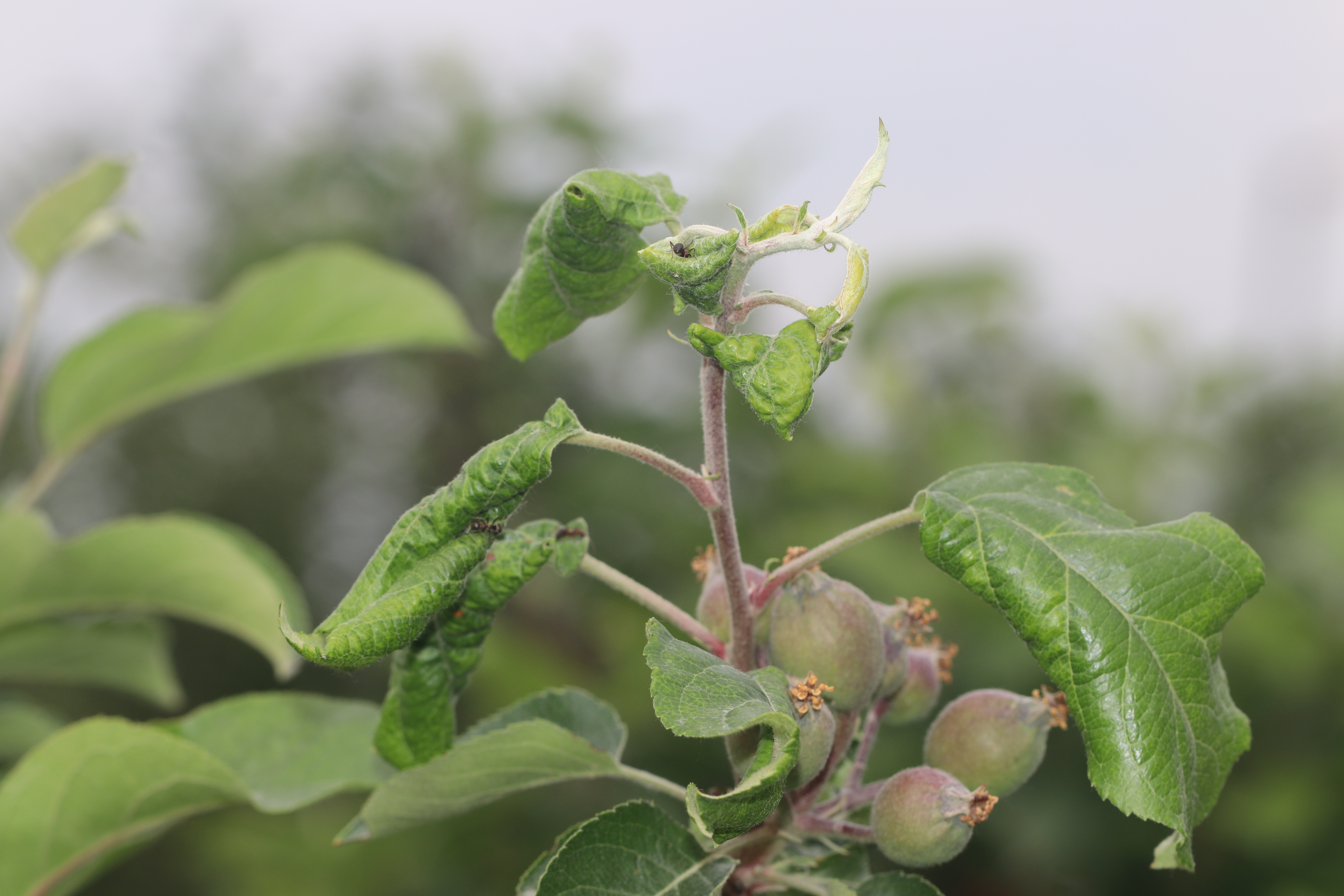 Rosy Apple Aphid