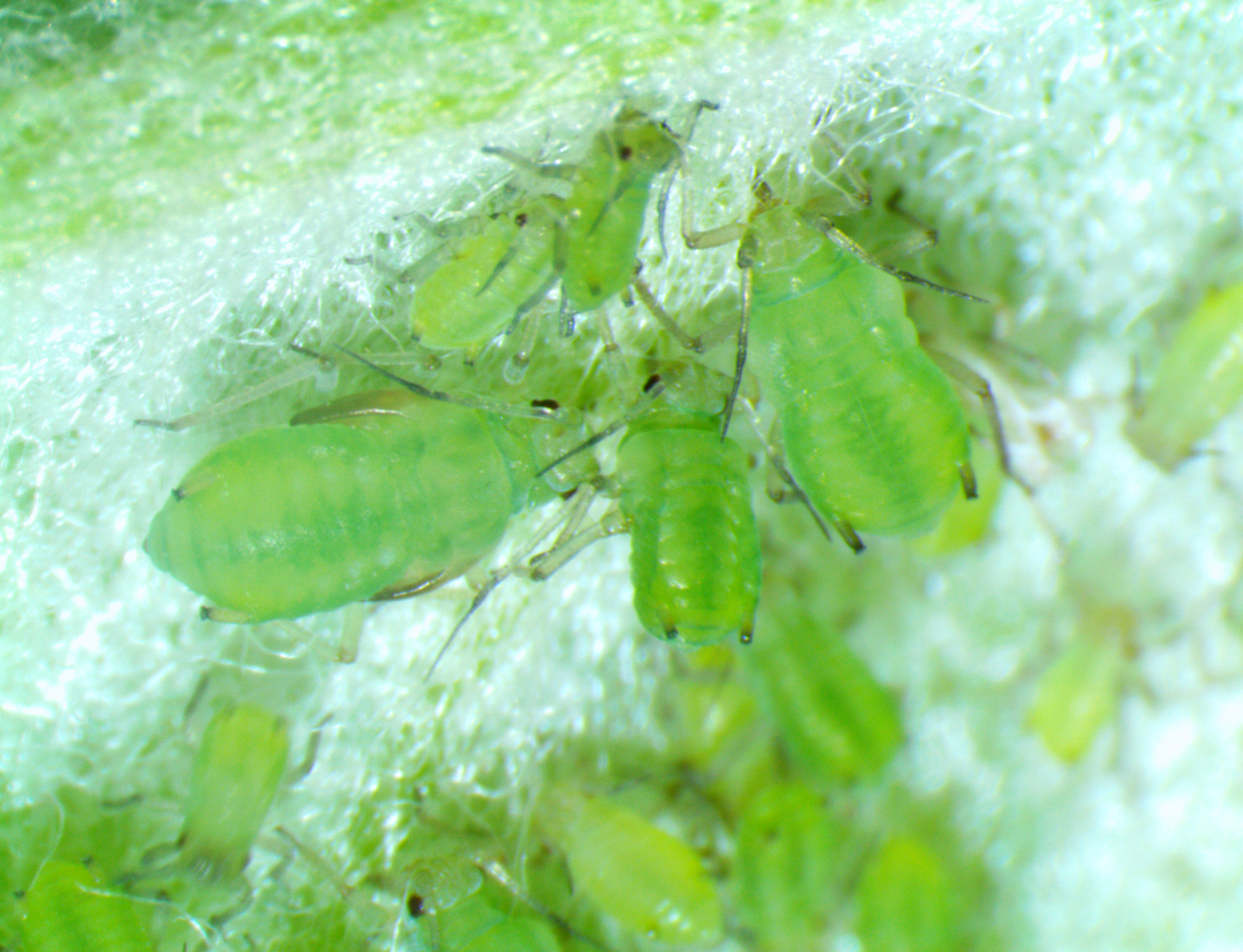 Apple Grain Aphid