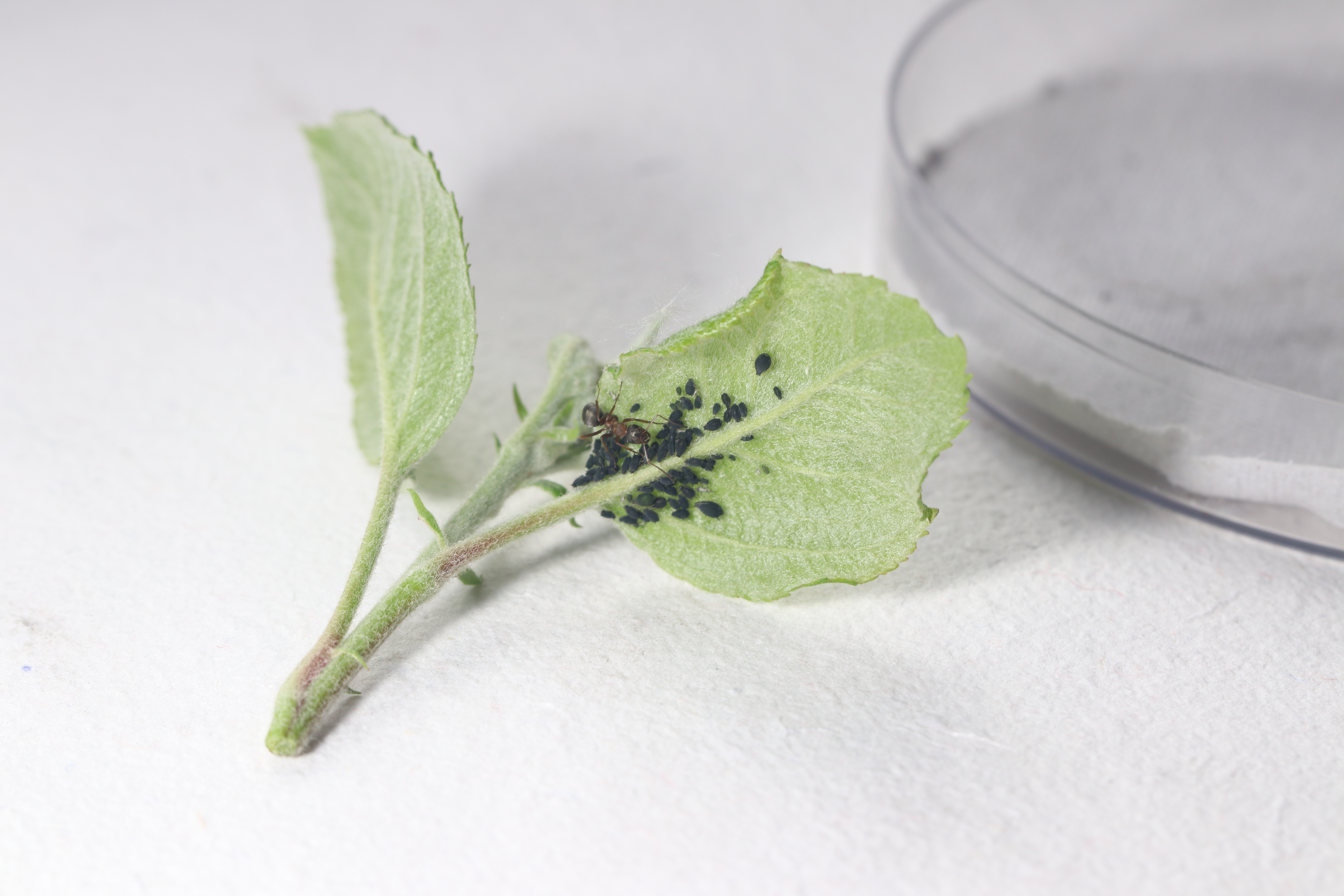 Aphis gossypii