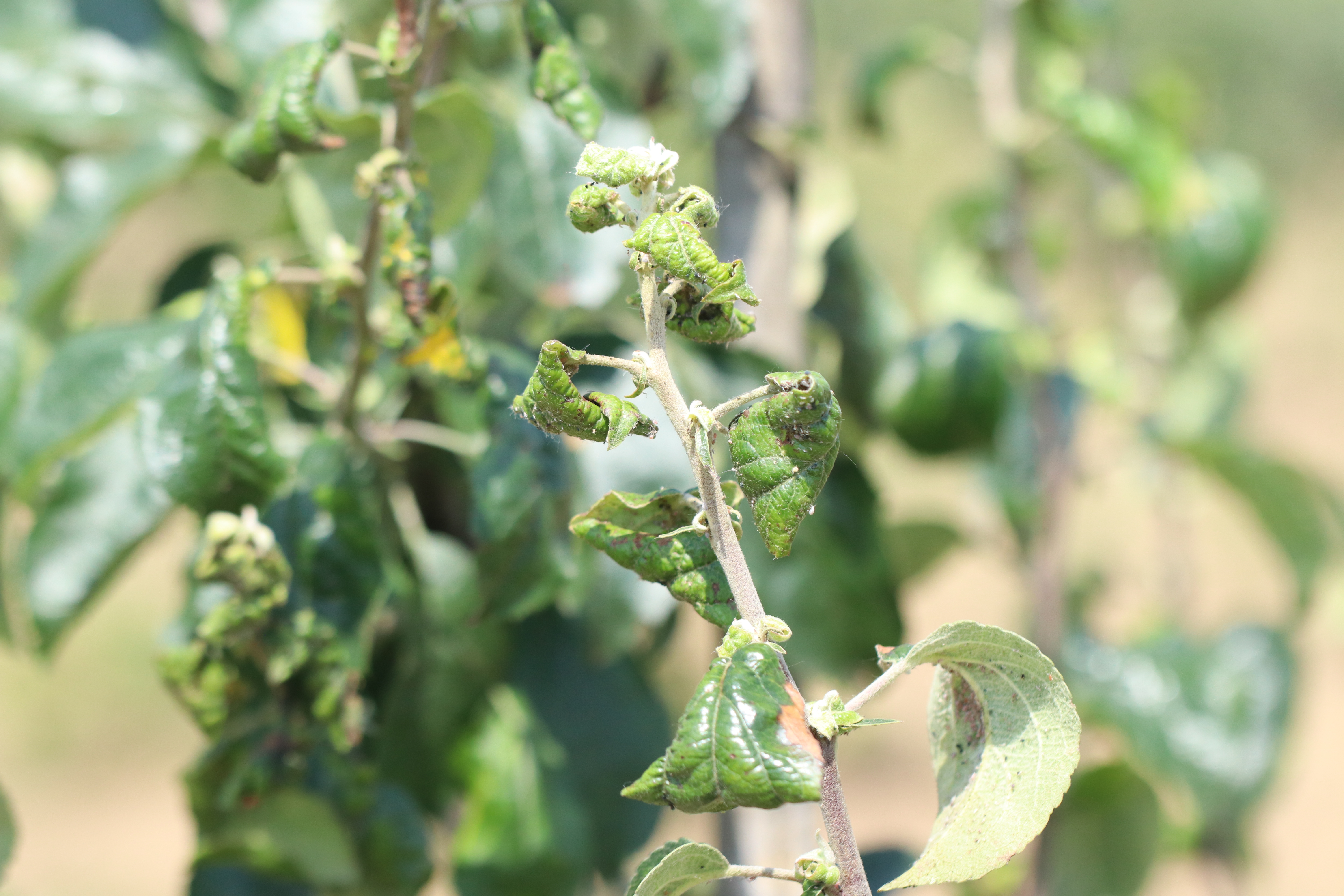 Rosy Apple Aphid