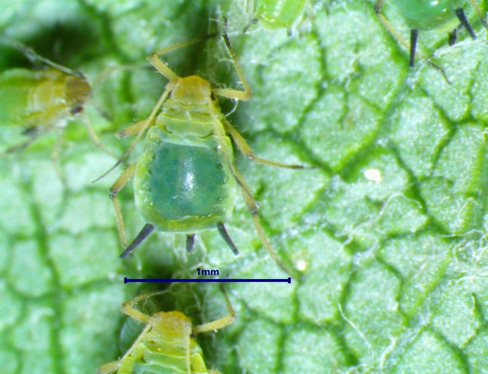 Green Apple Aphid