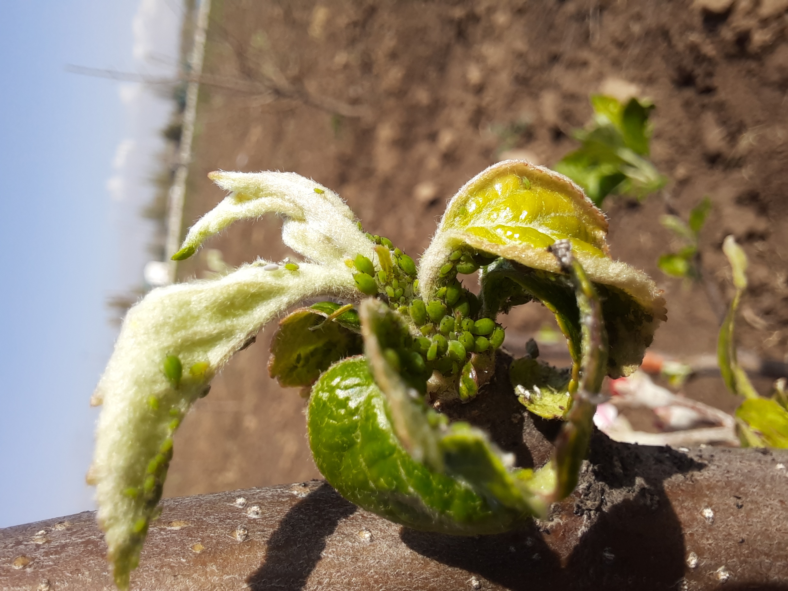 Green Apple Aphid