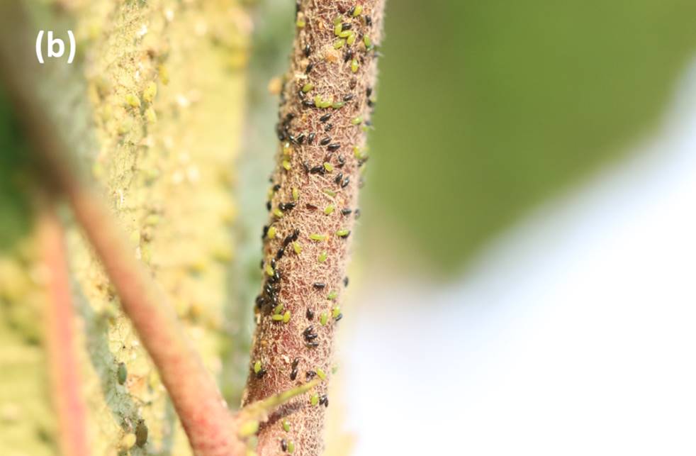 Spiraea Aphid