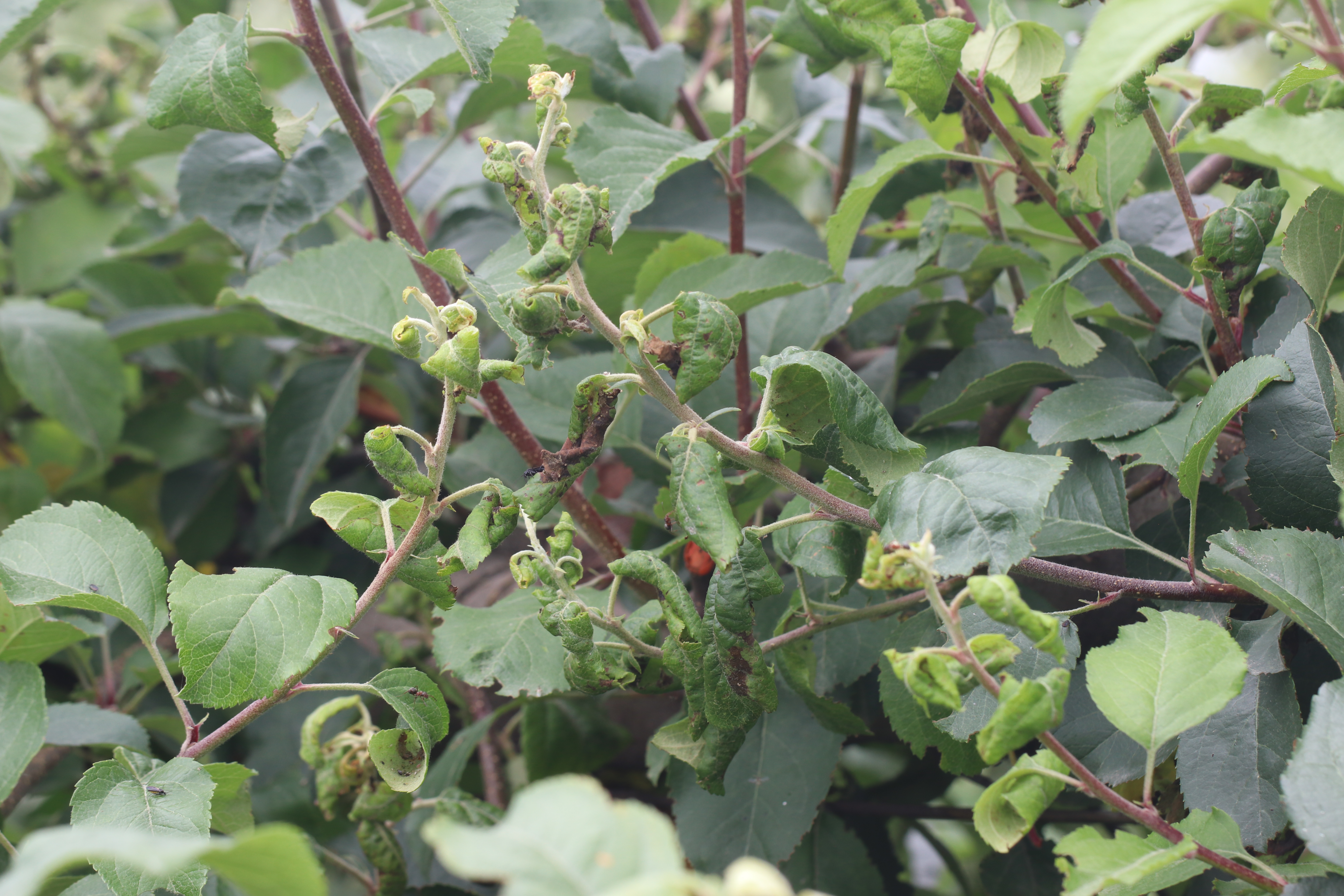 Rosy Apple Aphid