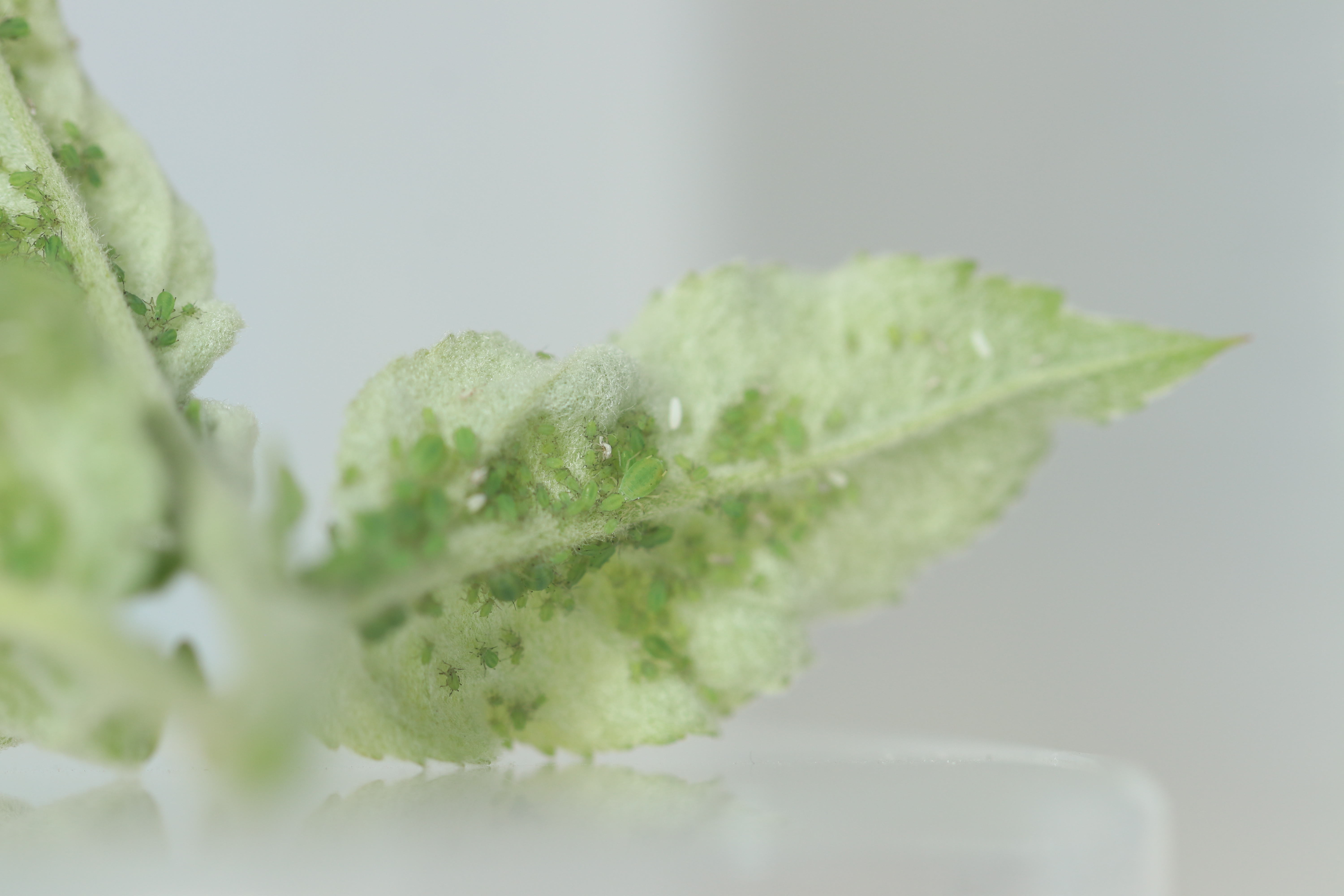 Apple Grain Aphid