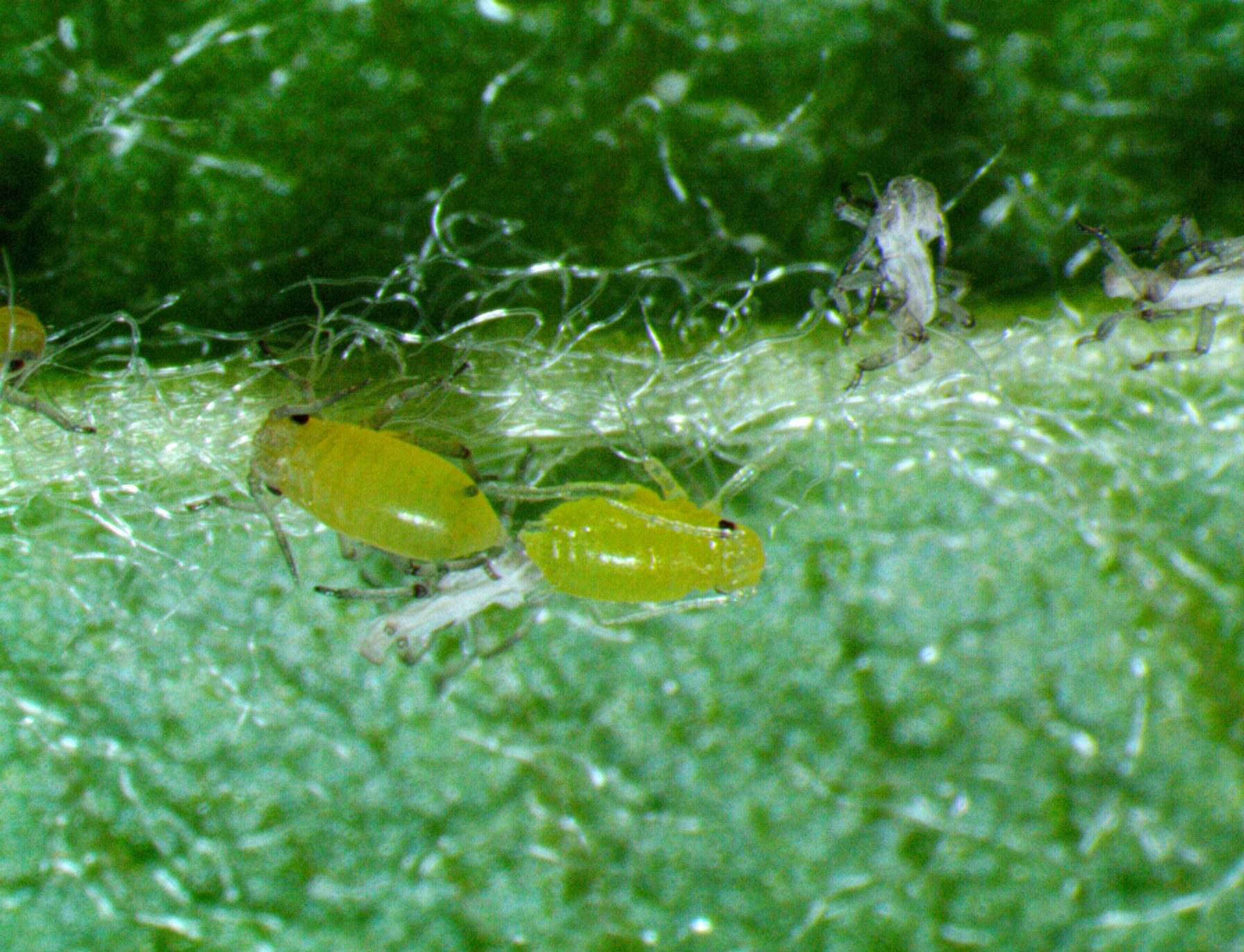 Green Apple Aphid