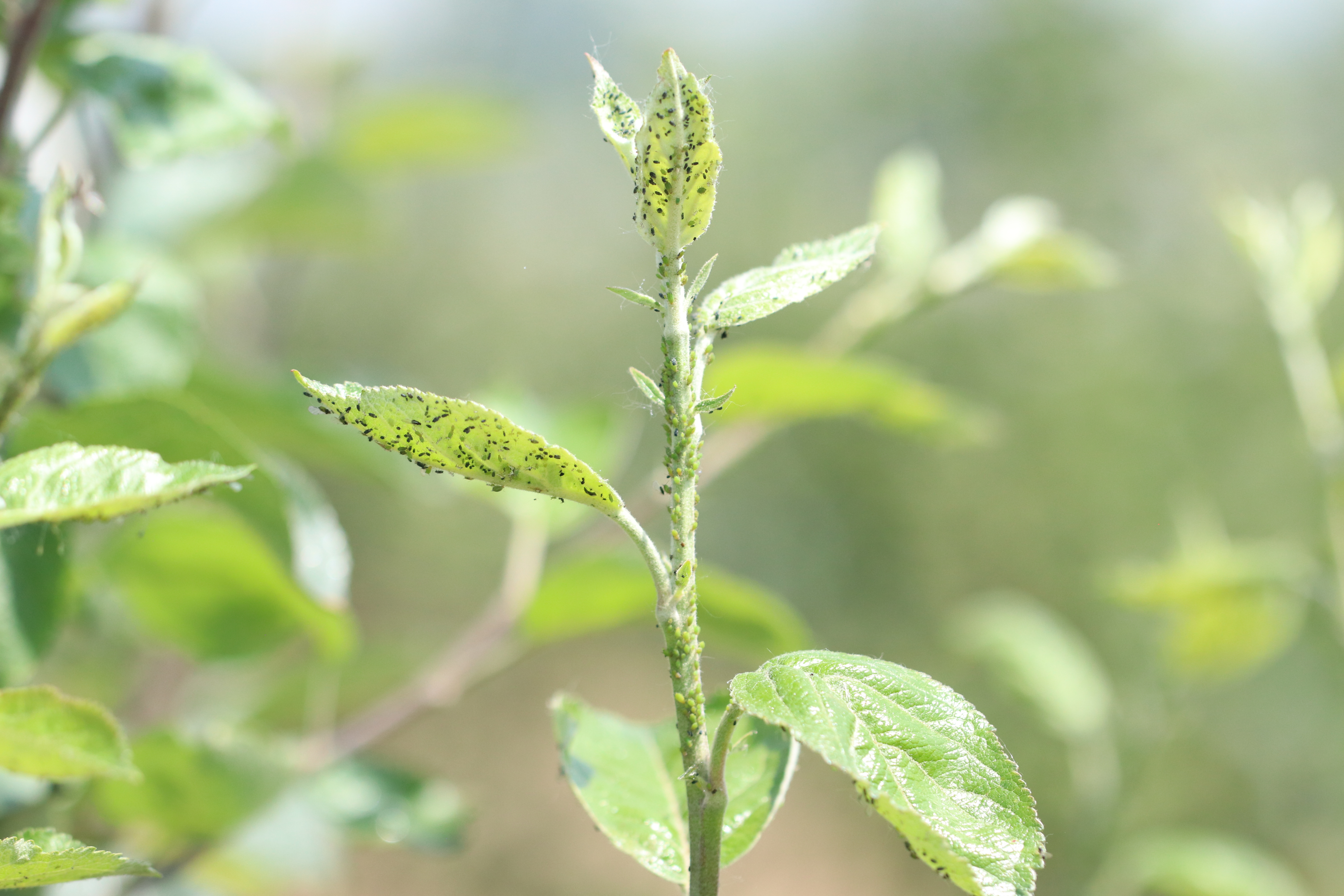 Aphis gossypii