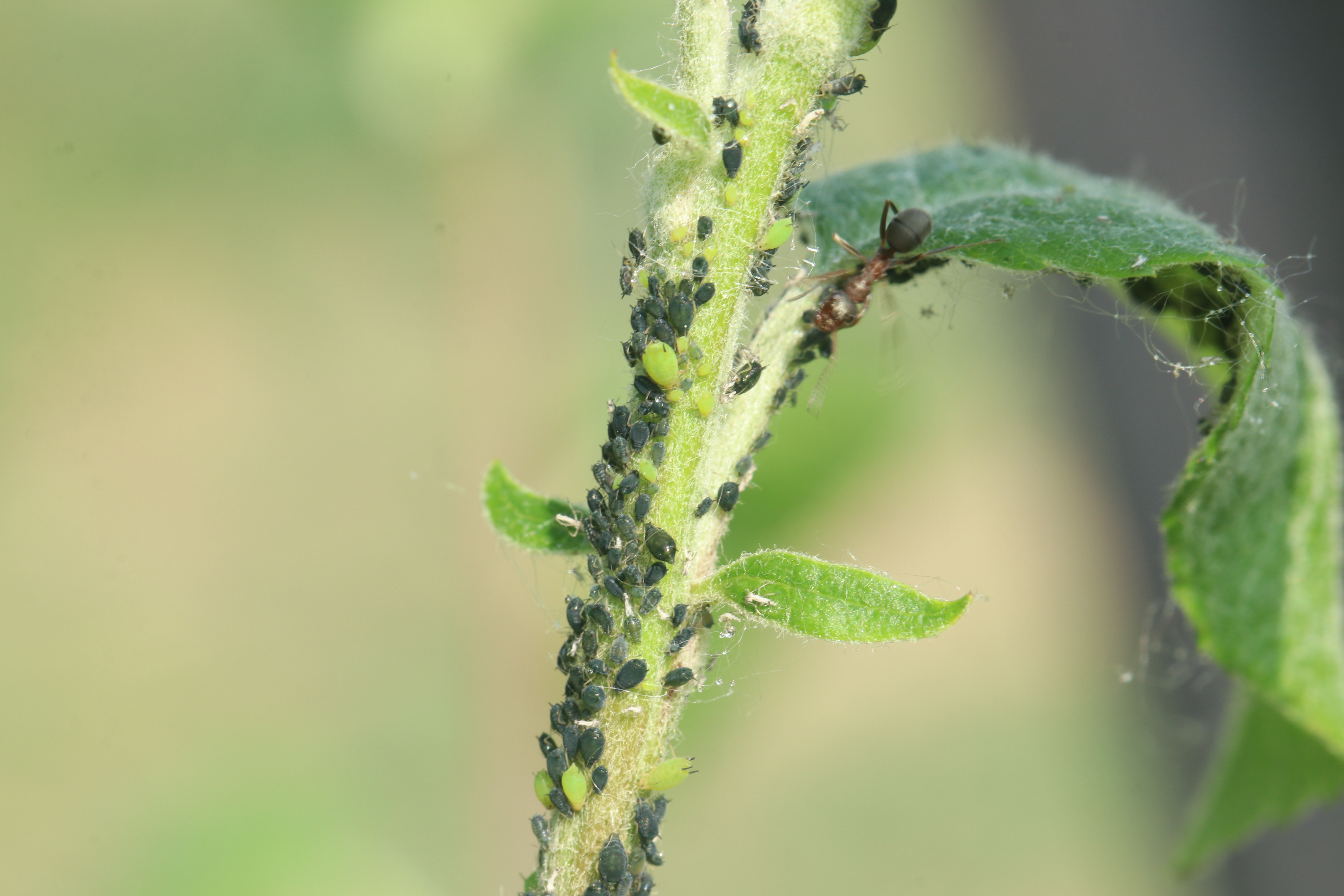 Aphis gossypii