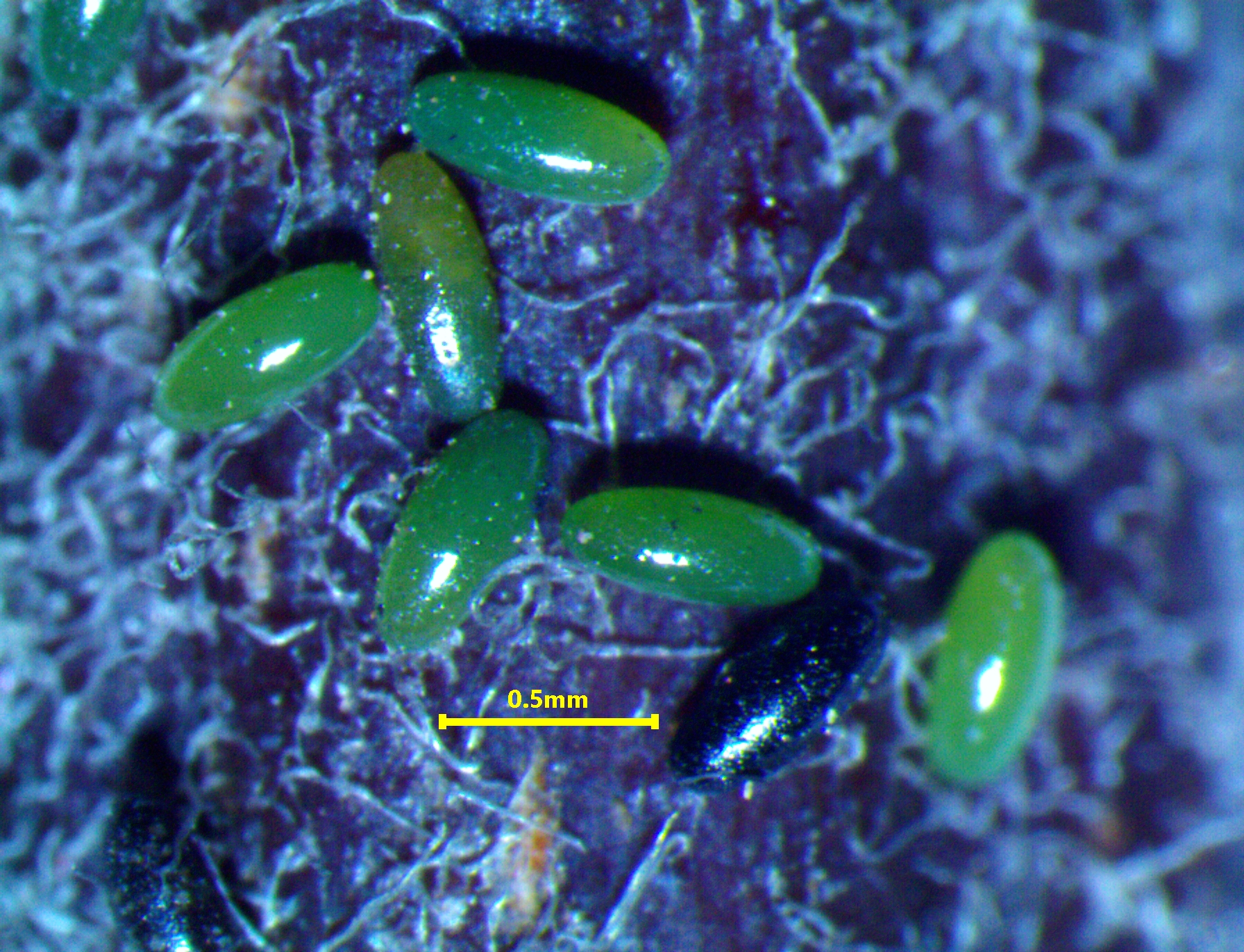 Eggs of green apple aphid