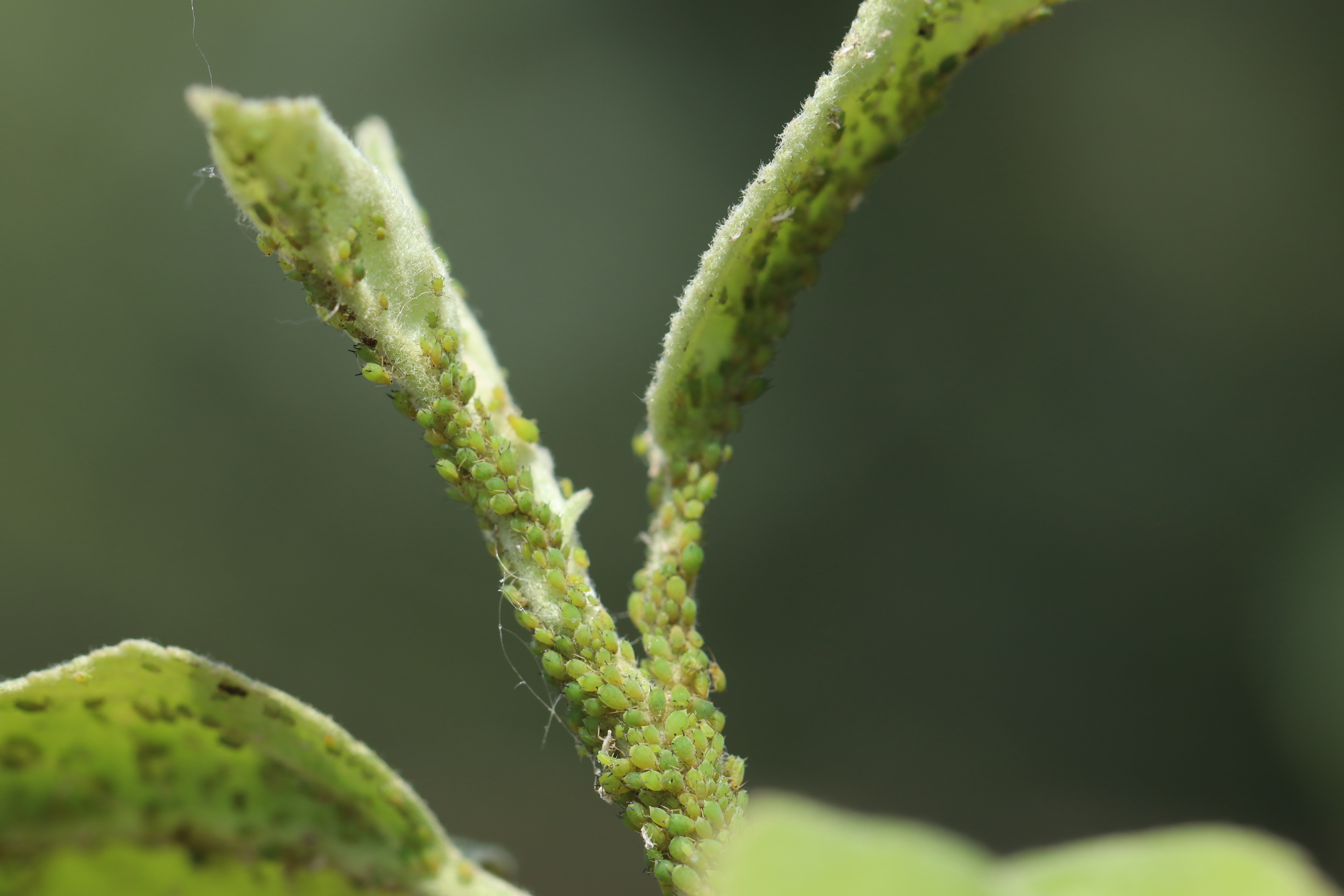 Apple shoot infested by green apple aphid