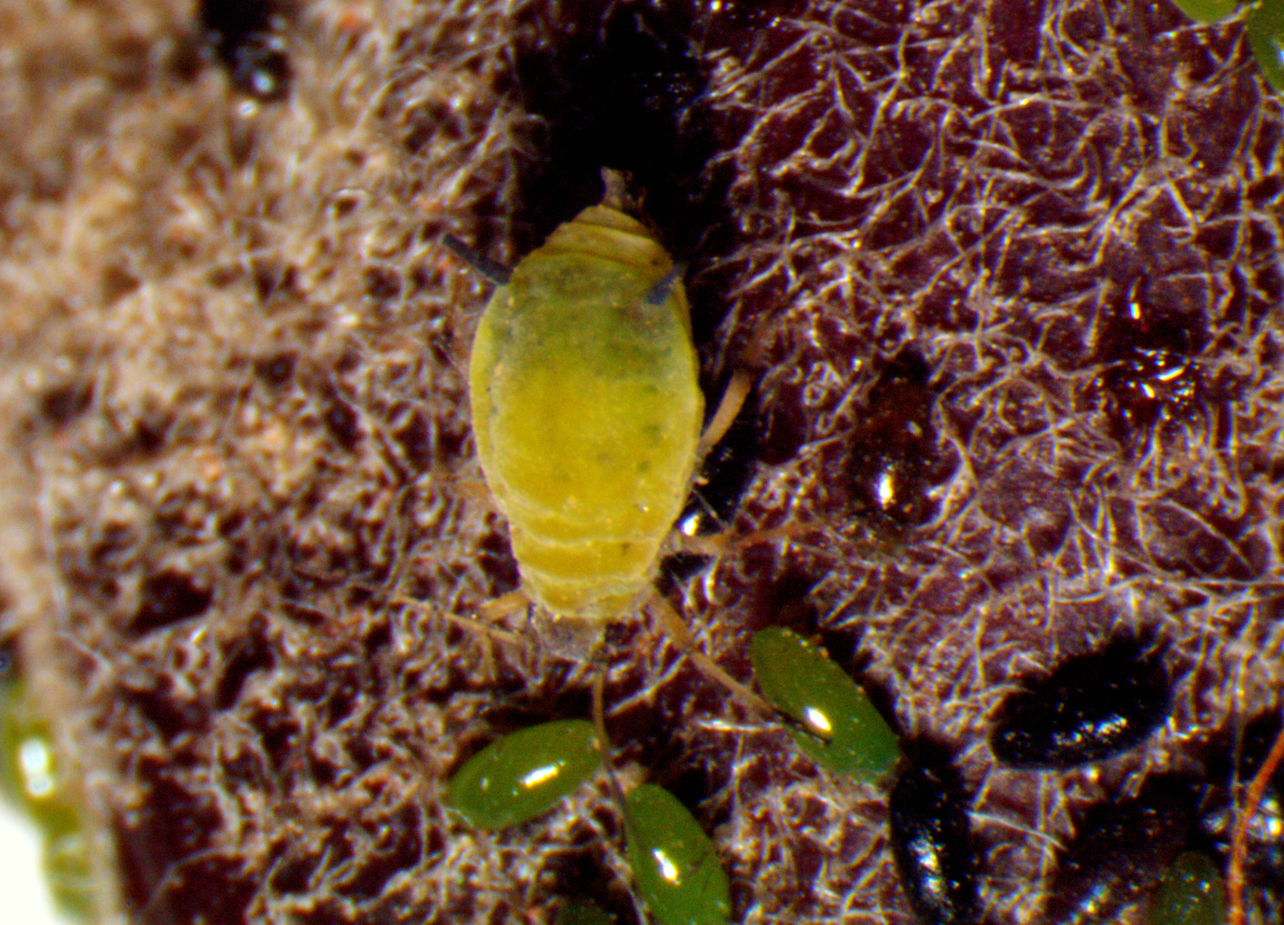 Oviparous female of green apple aphid