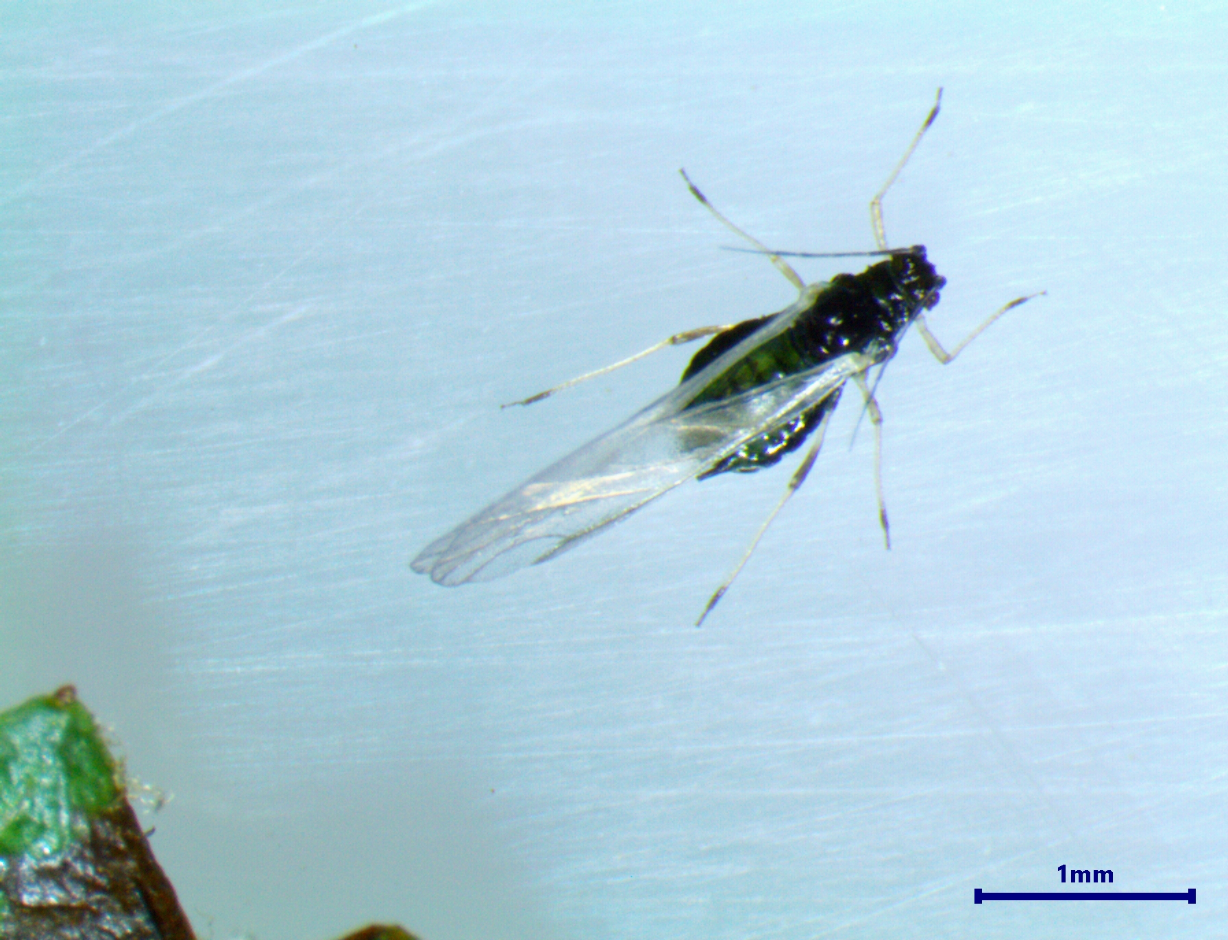 Winged adult of Green apple aphid